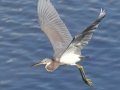 Tricolored Heron