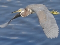 Tricolored Heron