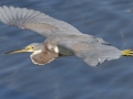 Tricolored Heron