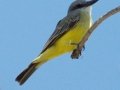 Tropical Kingbird