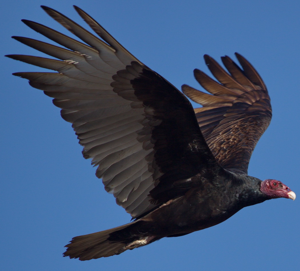 Turkey Vulture | San Diego Bird Spot