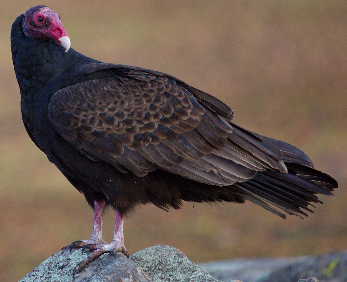 Turkey Vulture San Diego Bird Spot