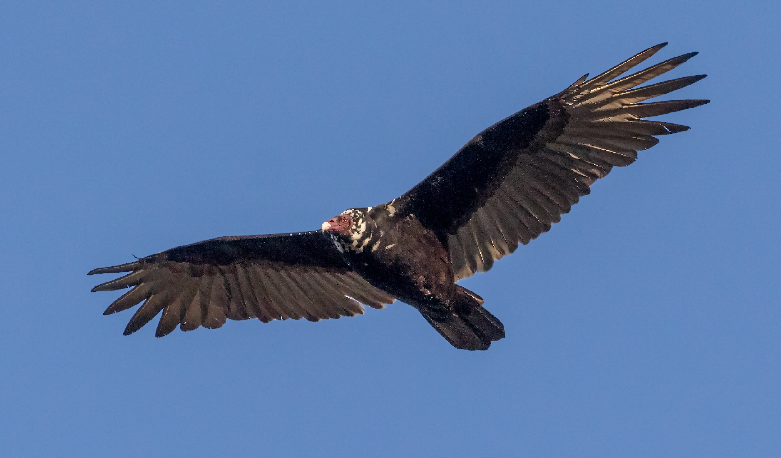 Turkey Vulture | San Diego Bird Spot