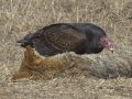 Turkey Vulture