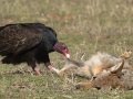 Turkey Vulture