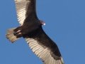 Turkey Vulture