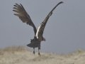 Turkey Vulture