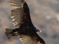 Turkey Vulture