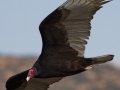 Turkey Vulture