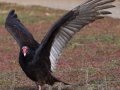 Turkey Vulture