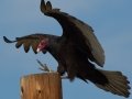 Turkey Vulture