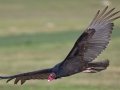 Turkey Vulture