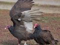 Turkey Vulture