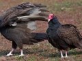 Turkey Vulture