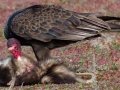 Turkey Vulture