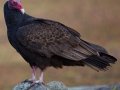 Turkey Vulture