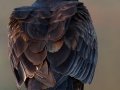 Turkey Vulture