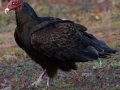 Turkey Vulture