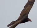 Turkey Vulture