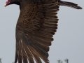 Turkey Vulture