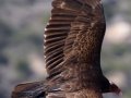 Turkey Vulture