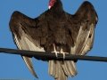 Turkey Vulture