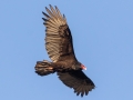 Turkey Vulture - San Diego Zoo Safari Park,10-10-2019
