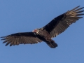 Turkey Vulture - San Diego Zoo Safari Park,10-10-2019
