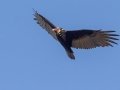 Turkey Vulture - San Diego Zoo Safari Park,10-10-2019