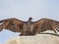 Turkey Vulture