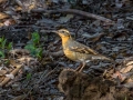 Varied Thrush - Dos Picos Park, Ramona, 2015