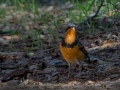 Varied Thrush - Dos Picos Park, Ramona, 2015