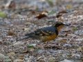 Varied Thrush - Dos Picos Park, Ramona, 2015