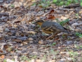 Varied Thrush - Dos Picos Park, Ramona, 2015