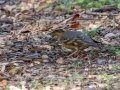 Varied Thrush - Dos Picos Park, Ramona, 2015