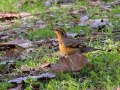 Varied Thrush - Dos Picos Park, Ramona, 2015