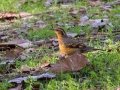 Varied Thrush - Dos Picos Park, Ramona, 2015