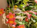 Verdin - Anza-Borrego Desert SP--Visitor Center, San Diego, California, 5/8/2016