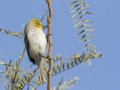 Verdin - Anza-Borrego Desert SP--Visitor Center, San Diego, California, 2-15-2017