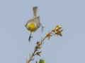 Verdin - Anza-Borrego Desert SP--Visitor Center, San Diego, California, 2-15-2014