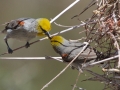 Verdin