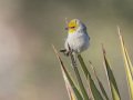 Verdin - Anza-Borrego Desert SP--Visitor Center, San Diego, California, 11-13-2018