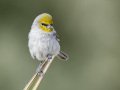 Verdin - Anza-Borrego Desert SP--Visitor Center, San Diego, California, 11-13-2018