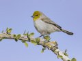 Verdin - Anza-Borrego Desert SP--Visitor Center, San Diego, California, 11-13-2018