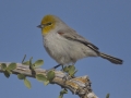 Verdin