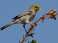 Verdin