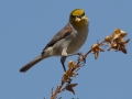 Verdin