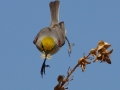 Verdin