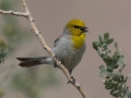 Verdin