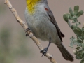 Verdin